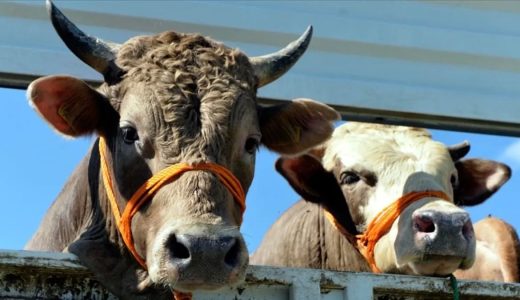 Çiftçilere 344 Milyon Liralık Tarımsal Destek Ödemesi Bugün Yapılıyor