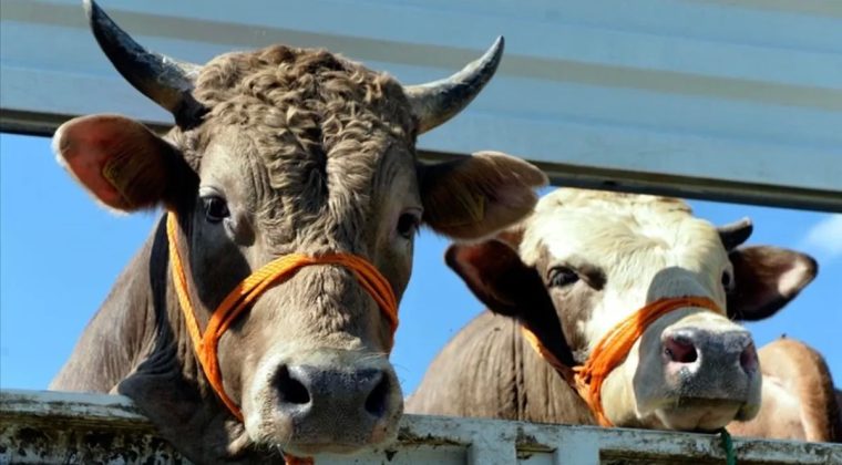 Çiftçilere 344 Milyon Liralık Tarımsal Destek Ödemesi Bugün Yapılıyor