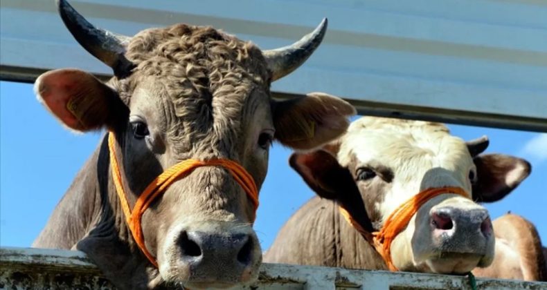 Çiftçilere 344 Milyon Liralık Tarımsal Destek Ödemesi Bugün Yapılıyor