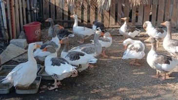 Denize Girdikleri İ&ccedil;in Şikayet Edilen Kazlar İ&ccedil;in Yeni D&uuml;zenleme