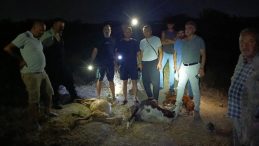 Dereden Su İçen 65 Küçükbaş Telef Oldu! İlçe Tarım Müdürlüğü Olayla İlgili İnceleme Başlattı