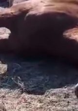 Doğubayazıt&rsquo;ta Arazi Anlaşmazlığı Hayvan &Ouml;l&uuml;mleriyle Sonu&ccedil;landı! Bir At Silahla Vurularak &Ouml;ld&uuml;r&uuml;ld&uuml;