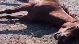 Doğubayazıt’ta Arazi Anlaşmazlığı Hayvan Ölümleriyle Sonuçlandı! Bir At Silahla Vurularak Öldürüldü