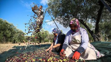 Enerji Teklifinde Revizyon&hellip; &lsquo;İki Katı Zeytin Ağacı&rsquo;