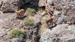 Erzincan'daki Drone Çekiminde Harika Anlar! Yavrularını Emziren Anne Görüntülendi