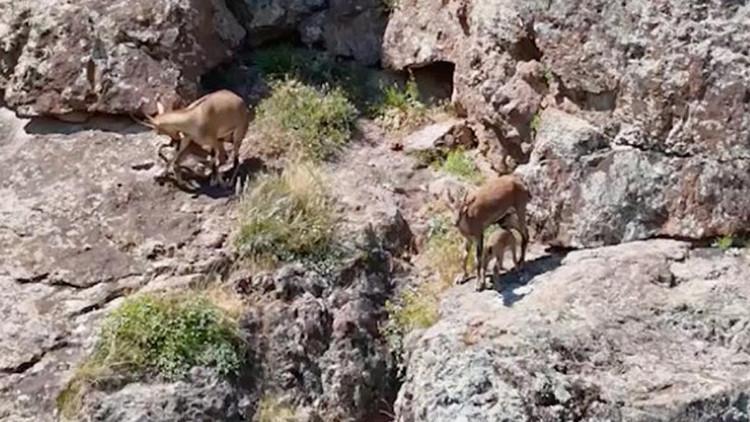 Erzincan'daki Drone Çekiminde Harika Anlar! Yavrularını Emziren Anne Görüntülendi