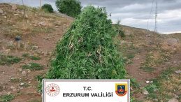 Erzurum'da 720 K&ouml;k Kenevir Yakalandı