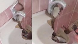 Evde lavabonun içinde gördü! Çekiçle kırıp doğaya bıraktı