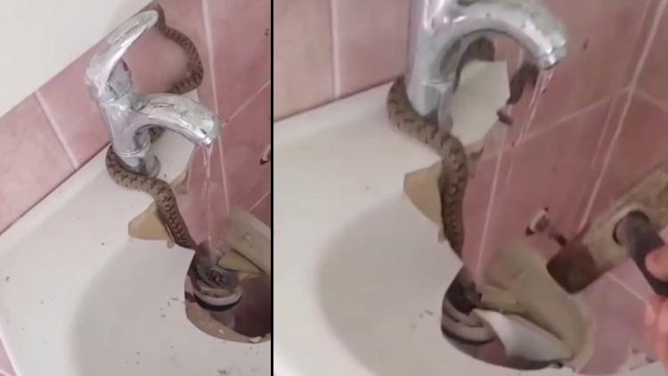 Evde lavabonun içinde gördü! Çekiçle kırıp doğaya bıraktı