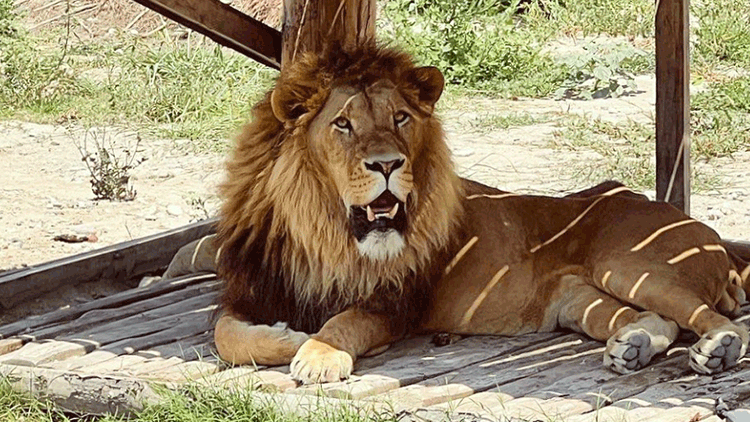 Hayvan parkından kaçan aslan için çalışma başlatıldı! Saldırdığı kişi yaralandı