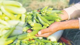 Hızlı Kilo Vermenin P&uuml;f Noktası: Bamya Suyu