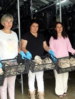 İmkansızı Başardılar: Sinoplu 16 Kadının Mantar Üretimindeki İlham Verici Hikayesi