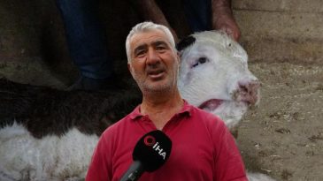 İneği Doğum Yapan &Ccedil;ift&ccedil;i G&ouml;zlerine İnanamadı