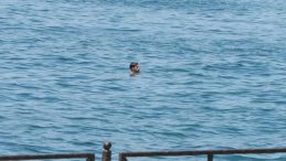 İstanbul'a termal şok uyarısı! Hissedilen sıcaklık 56 dereceyi buldu: Cuma ve cumartesi g&uuml;n&uuml; rekor seviyeye &ccedil;ıkacak