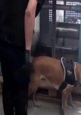 İstanbul'da Hareketli Anlar: TIR'da Ele Ge&ccedil;irildi, Tam 60 Kilo!