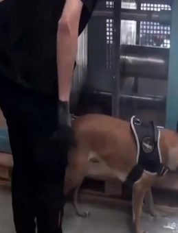 İstanbul'da Hareketli Anlar: TIR'da Ele Geçirildi, Tam 60 Kilo!