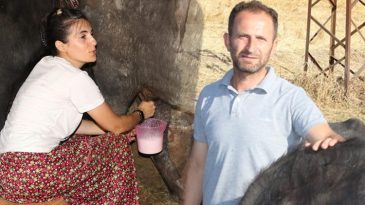 İstanbul'daki yaşamlarını bırakıp k&ouml;ylerinde bu işe başladılar: 14 taneyle adım atıp sayıyı 41'e &ccedil;ıkardılar