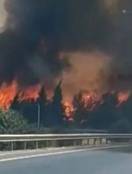 İzmir Buca’da Orman Yangını