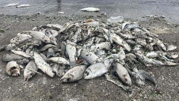 İzmir K&ouml;rfezi'nde B&uuml;y&uuml;k Tehlike! Uzman İsim 'Yakında Başlayacak' Deyip Uyardı