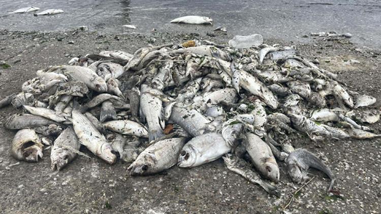 İzmir Körfezi'nde Büyük Tehlike! Uzman İsim 'Yakında Başlayacak' Deyip Uyardı