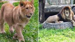 İzmir'de Aslan Faciası! Aslanların Lideri Genç Aslanı Öldürdü