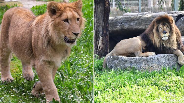 İzmir'de Aslan Faciası! Aslanların Lideri Genç Aslanı Öldürdü