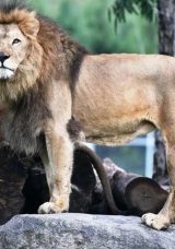 İzmir'de Aslan Trajedisi! Yetişkin Aslan, Yavru Aslanı &Ouml;ld&uuml;rd&uuml;