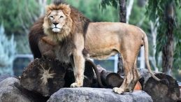 İzmir'de Aslan Trajedisi! Yetişkin Aslan, Yavru Aslanı Öldürdü