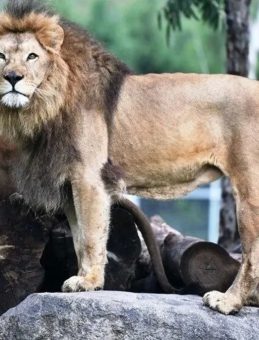 İzmir'de Aslan Trajedisi! Yetişkin Aslan, Yavru Aslanı Öldürdü