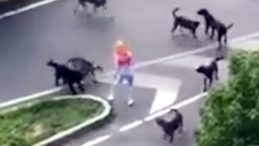 Kadın ve Kedi Y&uuml;r&uuml;y&uuml;ş Sırasında Sokak K&ouml;peklerinin Saldısına Uğradı