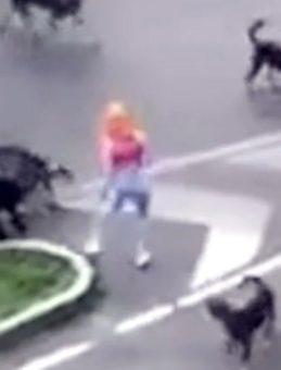 Kadın ve Kedi Yürüyüş Sırasında Sokak Köpeklerinin Saldısına Uğradı