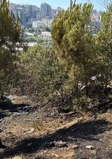 Kağıthane&rsquo;de Ağa&ccedil;lık Alanda Yangın: Ekipler, Vatandaşlarla Yan Yana M&uuml;cadele Etti!