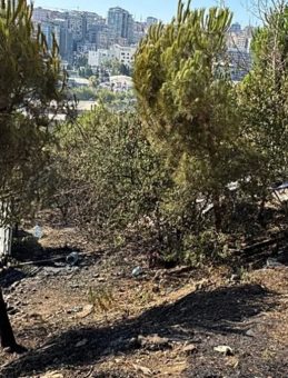 Kağıthane’de Ağaçlık Alanda Yangın: Ekipler, Vatandaşlarla Yan Yana Mücadele Etti!