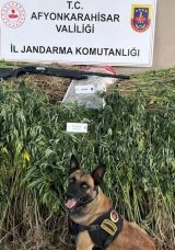 Kenevir Tarlasına Şok Baskın