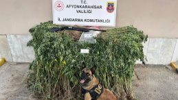 Kenevir Tarlasına Şok Baskın