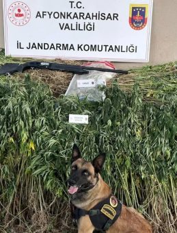 Kenevir Tarlasına Şok Baskın
