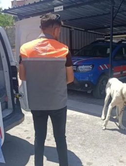 Köpeği Otomobile Bağlayarak Çektiren Şahsa Ceza!