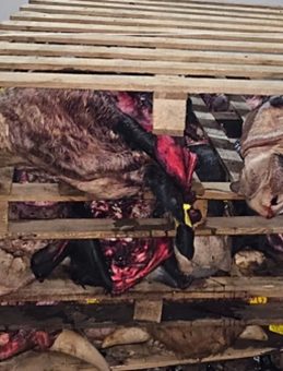 Kötü Koku İhbarı Ekipleri Harekete Geçirdi: Büyükbaş Hayvan Kafaları İstiflenmiş Halde Bulundu!