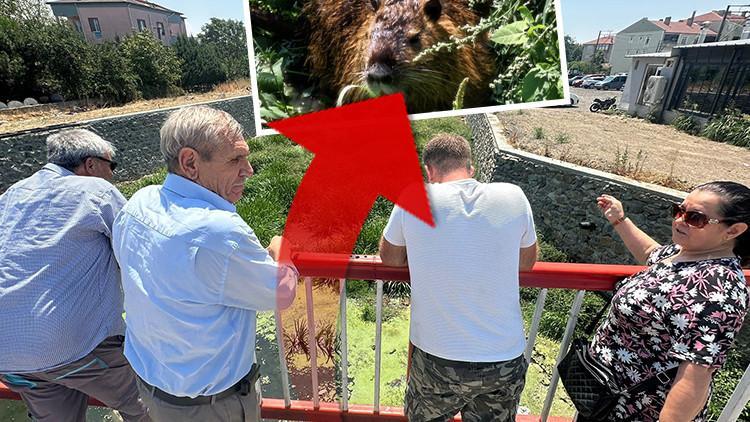 Kürkleri için çiftliklerde yetiştiriliyorlar! Su taşkınıyla Edirne'ye geldiler: Görenler şaşkınlıkla izliyor