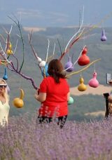 Lavanta Festivalinde Renk C&uuml;mb&uuml;ş&uuml;