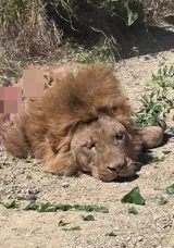 Manavgat'ta Aslan Dehşeti