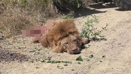 Manavgat'ta Aslan Dehşeti