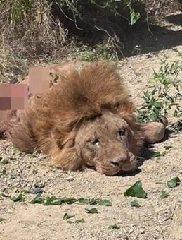 Manavgat'ta Aslan Dehşeti