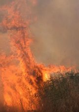 Manisa'da Ormana Sı&ccedil;rayan Yangın Kontrol Altına Alındı
