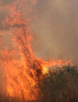 Manisa'da Ormana Sıçrayan Yangın Kontrol Altına Alındı