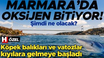 Marmara Denizi&rsquo;nde Oksijen Tepkimesi: K&ouml;pek Balıkları ve Vatozlar Kıyılara İniyor!