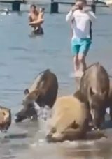 Marmaris'te Domuzlar Denize Girdi! Turistler Şaşkınlık İ&ccedil;inde