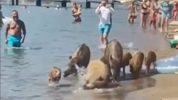 Marmaris'te Domuzlar Denize Girdi! Turistler Şaşkınlık İçinde