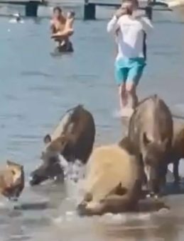 Marmaris'te Domuzlar Denize Girdi! Turistler Şaşkınlık İçinde