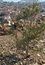 Marmaris&rsquo;te Yangının 4. Yılı: Tohumlar Filizlendi